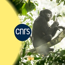 Visuel une année avec le CNRS Rhône Auvergne 2023 avec un singe