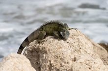 Lézard