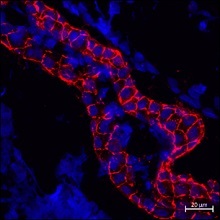 Illustration publication A new strategy to protect the developing brain from harmful substances