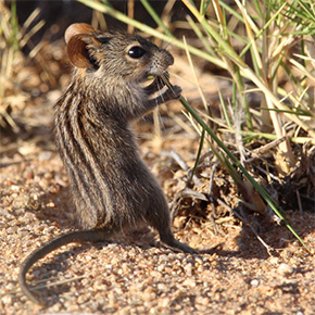 Souris sauvage © Lorine Grangy