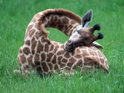 Girafe journée sommeil-conscience 2025