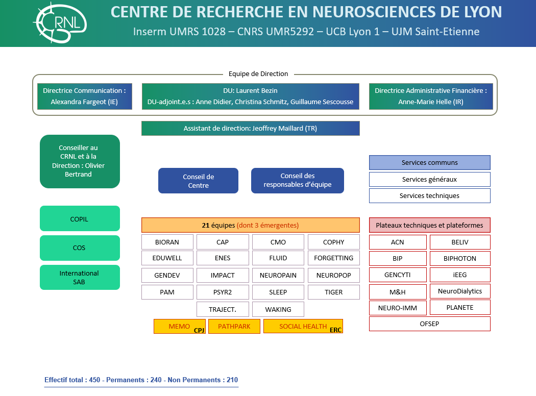 Organigramme | Centre de Recherche en Neurosciences de Lyon