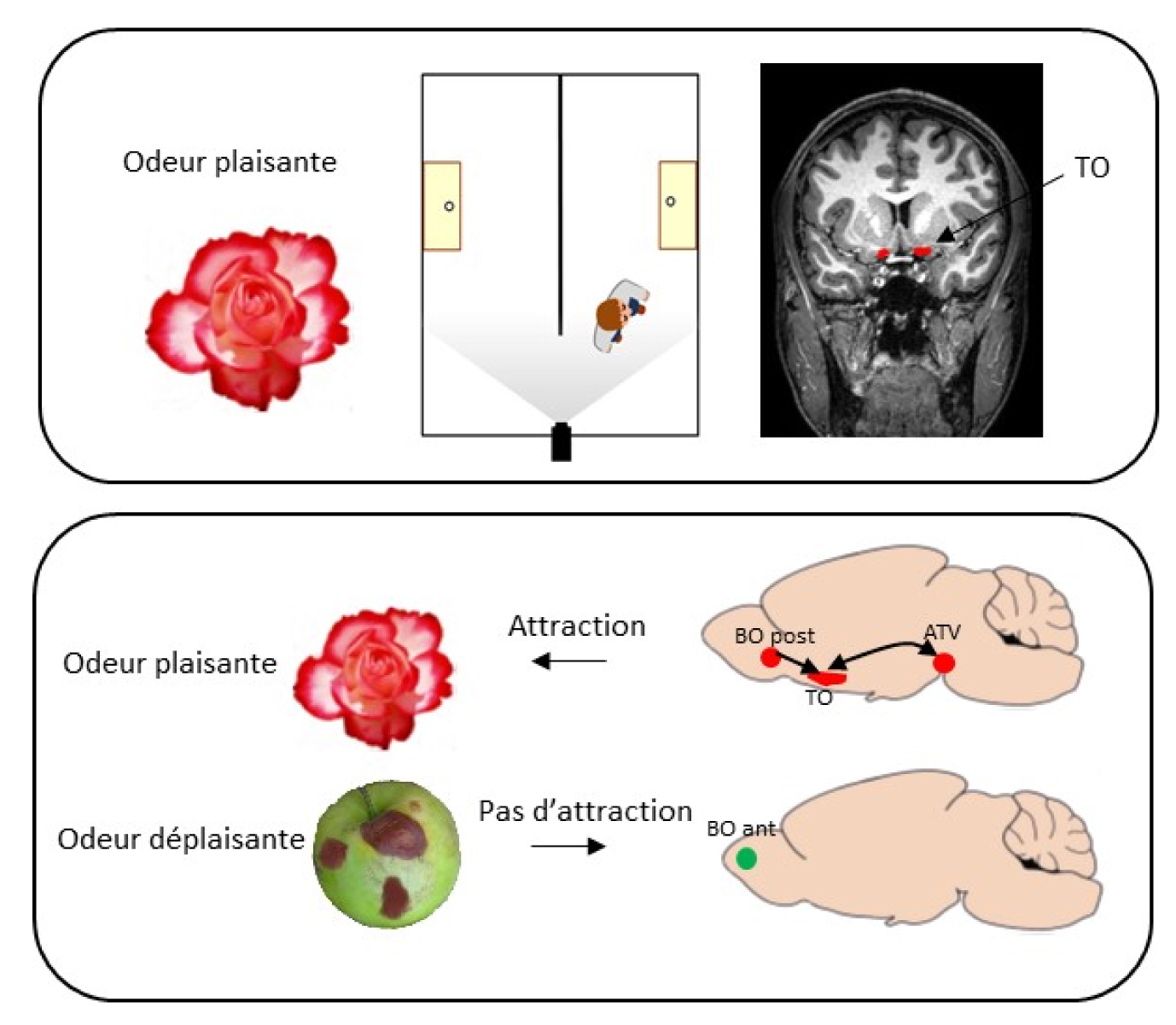 Image_Current_Biology_Mandairon