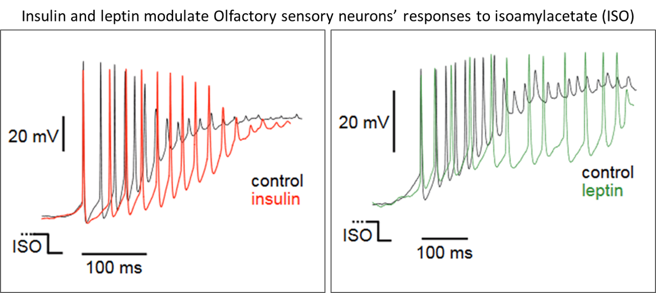 OSN response to insulin and leptin