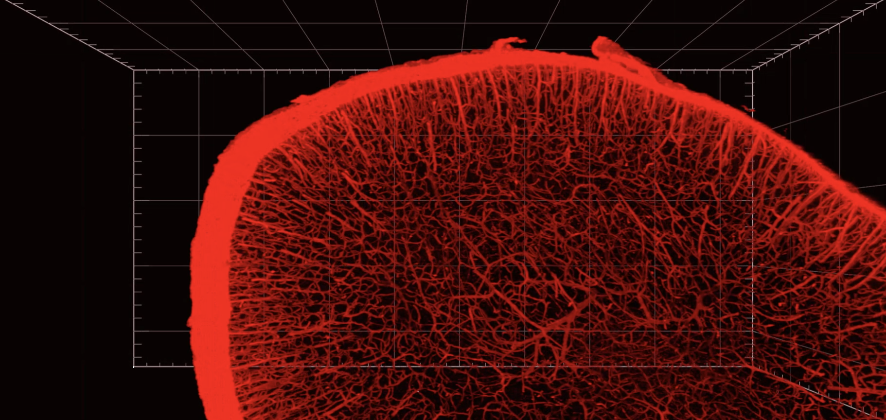Clarification d'un cerveau de raton: visualisation de la vascularisation cérébrale
