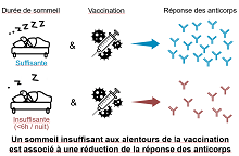 Illustration article Sommeil et vaccination