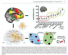 Summary of temporal dynamics of brain regions, network construction and graph metrics during pain.