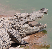 Crocodile - Crédit photo Nicolas Mathevon