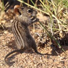 Souris sauvage © Lorine Grangy